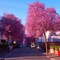 Blüten mitten in der Französischen City Colmar