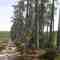 les pines