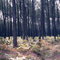 forêt landaise près de Magesq