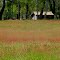 Herbe en fleur  entre Lesperon et Taller (Landes)