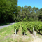 Vignes à Canquillac