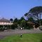 herm centre - pine parasol