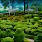 Bubbles Of Green   .  .  {a.r}