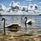Cygnes sur l' étang à Lacanau