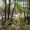 la forêt de pins vers le Cousseau, Maubuisson, Gironde