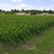Domaine de Chevalier