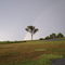 Lonely Tree and Rainbow