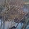 Alder Brook