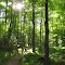 Rainbow Falls Trail
