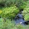 Lampsons Falls Trail Bog