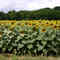 field of sun flowers near joigny