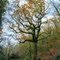 The Stangala - The enchanted tree