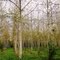 Re-imagined Forest