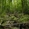 Woods Detail 1