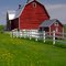 Barns, Fence, Dandelions