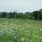 Queen Anne's Lace