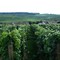 Viñedos para la elaboración del CHAMPAGNE en  HAUTVILLERS - Francia