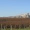 Vignoble champenois par temps de givre