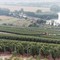 Champaign vineyards
