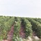 Vieuw on the Vineyards