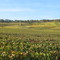 >Fleury la rivière- automne 2008