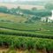 France : Champagne : the fields of gold !