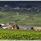 Vendanges 2011 face à Tincourt
