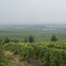 Vertus, Champagne