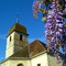 glycine et clocher