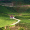 Vignes à Voiteur Jura