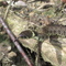 France, Parc Naturel du Vexin Français,  Bella  biscia natrice " natrix natrix " nel bosco.