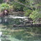 Homossassa Springs