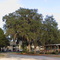 Bäume auf der Rückseite des Days Inn (Crystal River, FL)