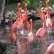 Flamingos (Phoenicopterus ruber)