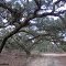 oak hammock, Withlacoochee State Forest (12-4-2011)