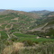 Vignes Côte Vermeille (Pyrénées-Orientales)