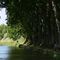 Canal du Midi, cyclistes sous les arbres (rs)