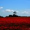 LES COQUELICOTS