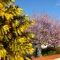France, Mimosa et Prunus en fleurs le printemps arrive à grand pas !...