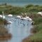 Flamants roses à Bages