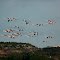 Vol de flamands roses