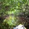 Mangrove alley