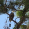 Cape Eagle