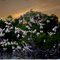 Ibis take flight