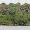 Patricio Island