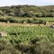 Dans les vignes de Fontfroide