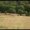 Troupeau de mouton.