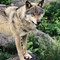 loups de Chabrières