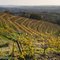 Allassac (Corrèze) - Vignoble