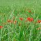 Coquelicots